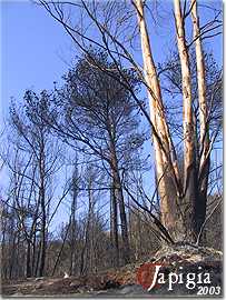 incendio a torre mozza nel 2003