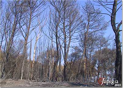 incendio a torre mozza nel 2003