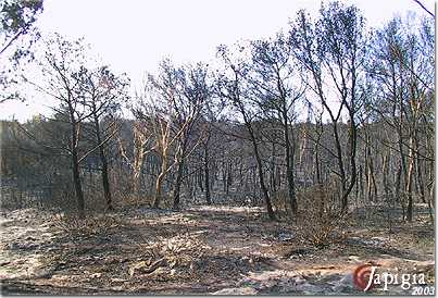 incendio a torre mozza nel 2003