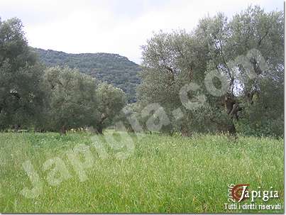 avanguardie trekking al monte di ostuni il 5 febbraio 2006