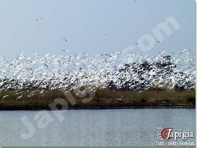 gli uccelli migratori