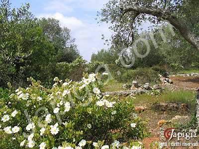 la campagna di casarano