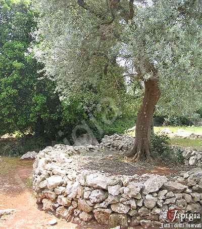 campagna di casarano
