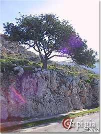 matino, quercia sulla collina