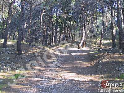 la pineta di santa caterina