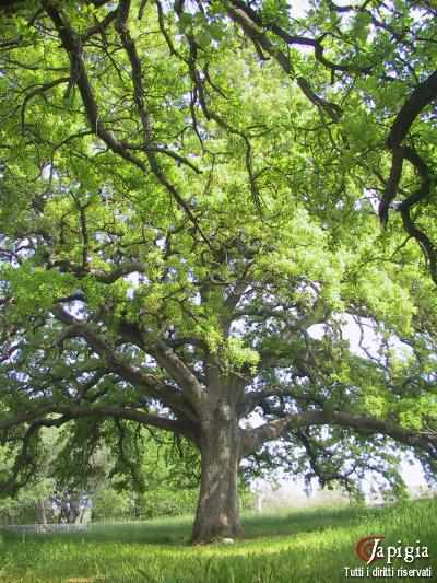 Quercia vallonea a Tricase