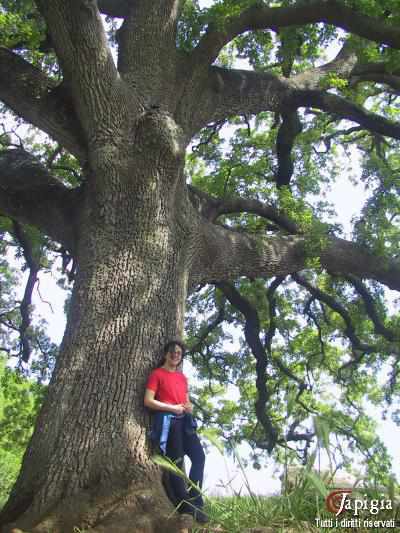 Quercia vallonea a Tricase