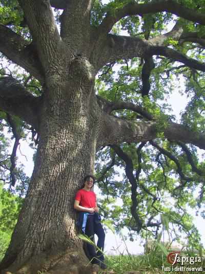 Quercia vallonea a Tricase