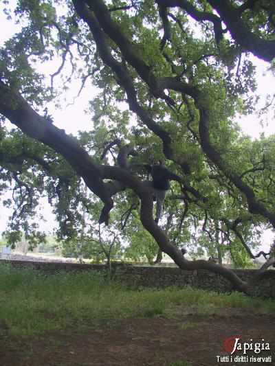 Quercia vallonea a Tricase