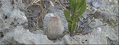 Conchiglia Mya truncata affiorante dall'argilla