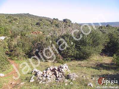 bosco delle pianelle a martina franca